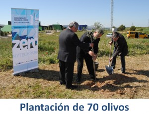 plantacion_olivos